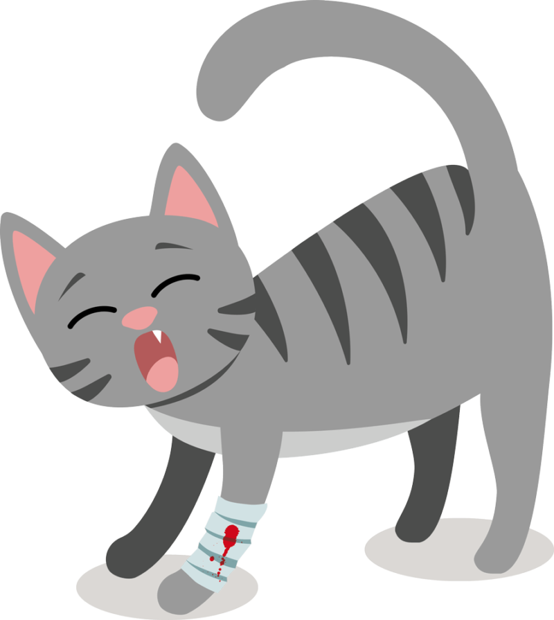 ghv-katzen-op-versicherung-online-besserberater